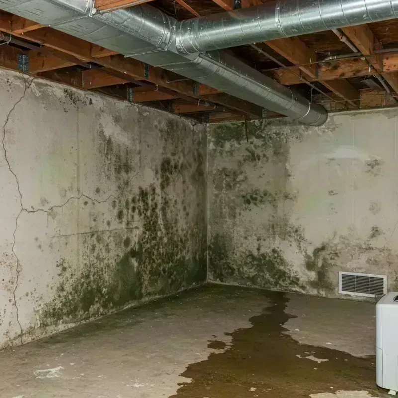 Professional Mold Removal in Mansfield, MO